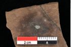 Foto (Detailansicht) von Glyptostrobus europaeus Brongniart (NHMW-GEO-2024-0188-0170)